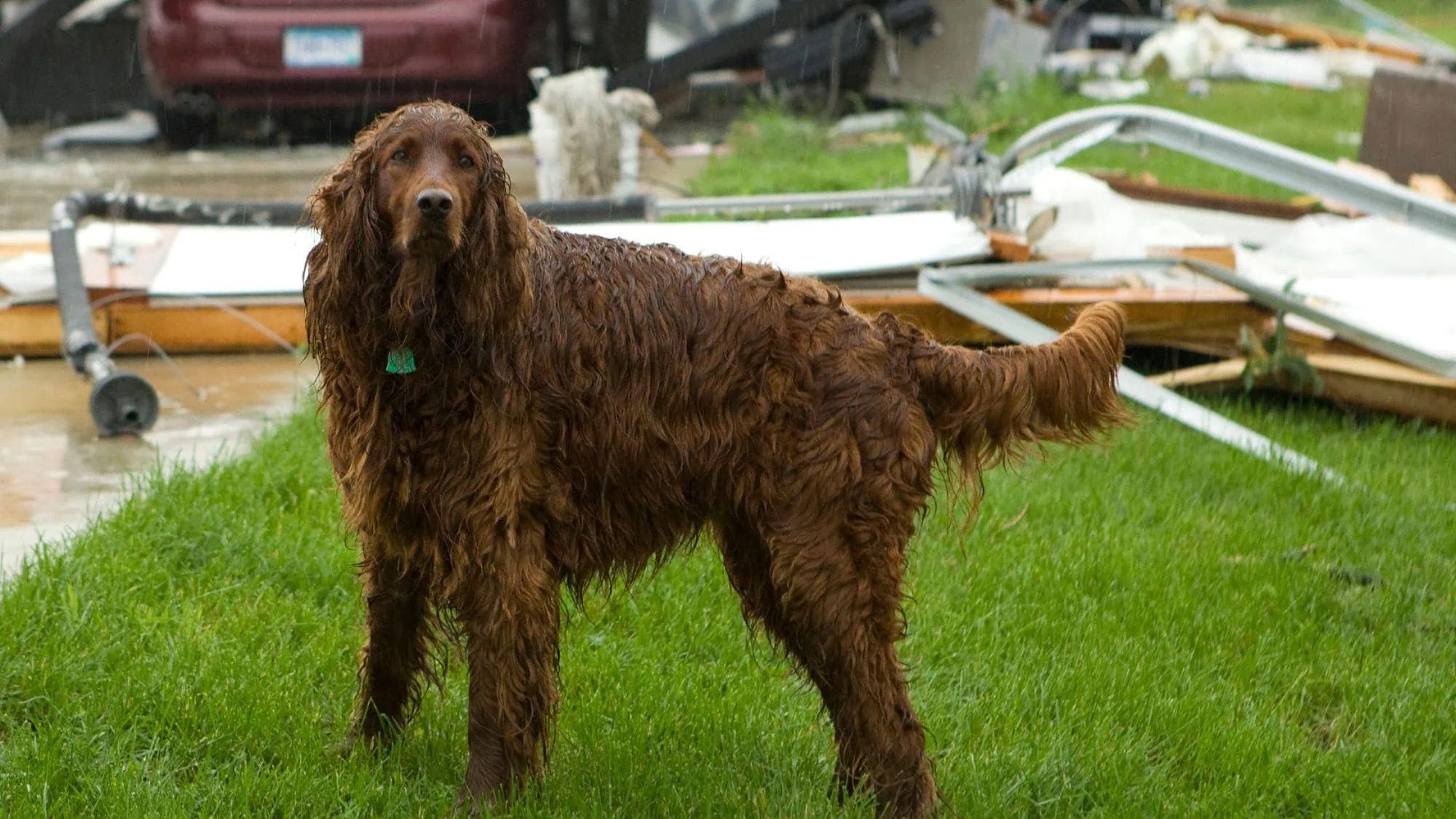 Wet dog standing amidst hurricane debris, pet disaster preparedness in Gulf Breeze, FL.